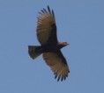 /album/photogallery/brown-snake-eagle-in-flight-jpg/